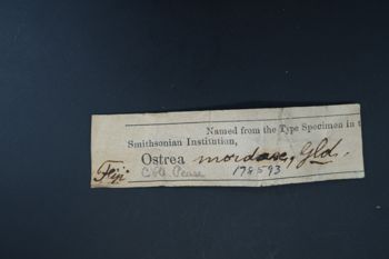 Media type: image;   Malacology 178593 Description: Digital documentation photo of dry specimen.;